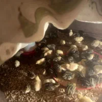 جوجه  بلدرچین|حیوانات مزرعه|تربت‌حیدریه, بالا ولایت|دیوار