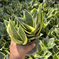 گلدان طبیعی عمده وتک قیمت باور نکردنی