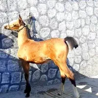 کره اسب پرخون نریان ، دره شور