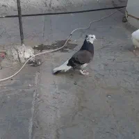 ۵ عدد کفتر نروماده مفلق  پرشی پرشی معاوضه کفتر|پرنده|فردیس, فردیس|دیوار