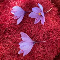 فروش زعفران اسدی سرولایت، نگین اتویی