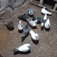 کبوتر پرشی|پرنده|خمام, |دیوار