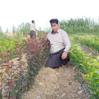 نهالستان چم در میاندوآب|خدمات باغبانی و درختکاری|تبریز, |دیوار