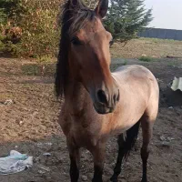 نریون کرد بازی دار