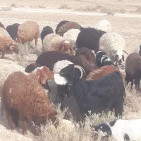 فروش بره چاق درجه یک گوشتی وزنده ونذری خونریزی|حیوانات مزرعه|بندر امام خمینی, |دیوار