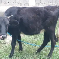 لیشه جرسی یکساله