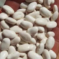 خرید وفروش لوبیا سفید