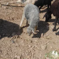 بره شیری|حیوانات مزرعه|جوادآباد, |دیوار