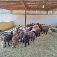 بره نر