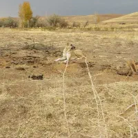 سگ ماده|سگ|قیدار, |دیوار