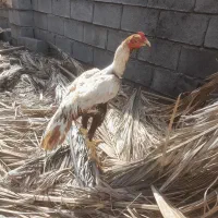 خروس لل تک رنگ