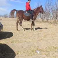 معامله یا فروش