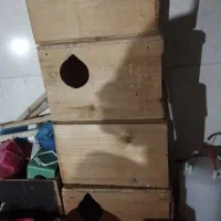 لانه عروس هلندی