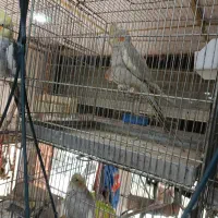 عروس هلندی جوجه ماده کوتوله برزیلی پنجتا یکجا