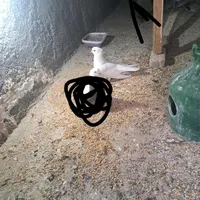 کبوتر گمشده|پرنده|گرمدره, |دیوار