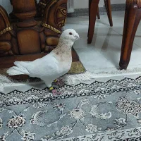 سرور طوق زرد