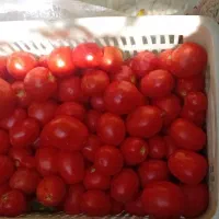 گوچه