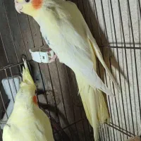 جوجه عروس هلندی|پرنده|رشت, باهنر|دیوار