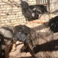 فروشی|حیوانات مزرعه|بابا حیدر, |دیوار