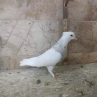 کفتر رنگه. طوقی هفترنگ جفتگاه دمسفید ساده افغانی|پرنده|مشهد, شهرک شهید باهنر|دیوار