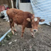 دوتاکلچه جوان خوشکل