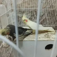 عروس هلندی همراه با جوجه و قفس توضیحات رو چک کنید