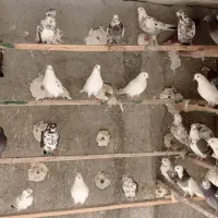 کبوتر فوق پرشی