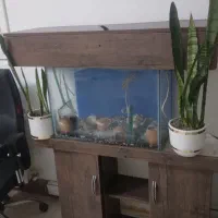 آکواریوم با پایه ام دی اف کاملا سالم|ماهی|ری, شهرری|دیوار