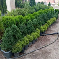خدمات باغبانی سیار  سرویس درتمام نقاط تهران|خدمات باغبانی و درختکاری|تهران, فاطمی|دیوار