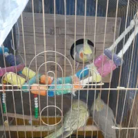 دوهفته عروس هلندی بایه جفت تخم گذاشته بقیمت|پرنده|شاهرود, |دیوار