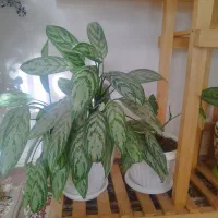 گل با گلدان