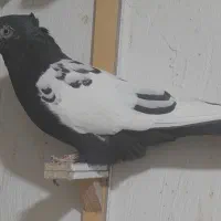 کبوتر فروشی رنگه|پرنده|شیروان (خراسان), |دیوار