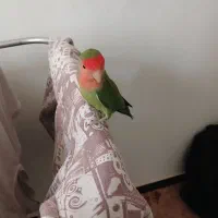 طوطی زیبا وباهوش