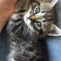 واگذاری رایگان گربه dsh