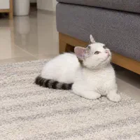 بچه گربه سفید برفی