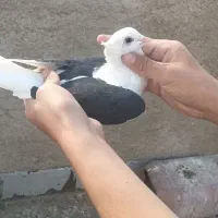 پشتی و اگزوز ۲۰۰