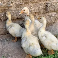 قوغاز لیندا جوجه قوغاز لیندا|حیوانات مزرعه|اردبیل, |دیوار