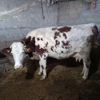 گاو و گوسالە مادە