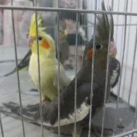 جوجه عروس هلندی