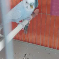 یک جفت مرغ عشق|پرنده|بندر کنگان, |دیوار