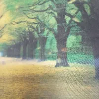 تعدای گل سانسواریا و اشک ملکه با قیمت مناسب