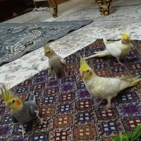 یه جفت عروس هلندی