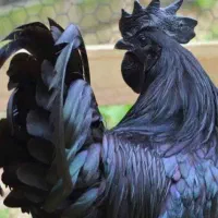 مرغ و خروس سیاه