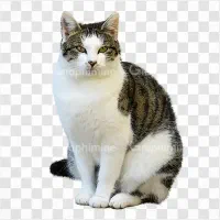 واگذاری گربه شناسنامه دار