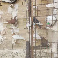 کفتر پرشی|پرنده|مشهد, ادیب نیشابوری (شهرک غرب)|دیوار