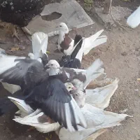 تعد اد۳۰الی ۴۰عدد کبوتر درهم فروشی