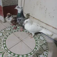 ۳عدد کبوتر|پرنده|گتوند, |دیوار