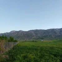 فروش ۷۵۰ پرس یونجه|عمده‌فروشی|شهرکرد, |دیوار