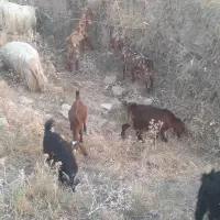 ۲۰ بز دورگه اصلی ابستن