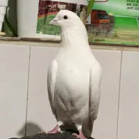 کبوتر|پرنده|بانه, |دیوار